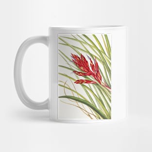 Giant airplant - Botanical Illustration Mug